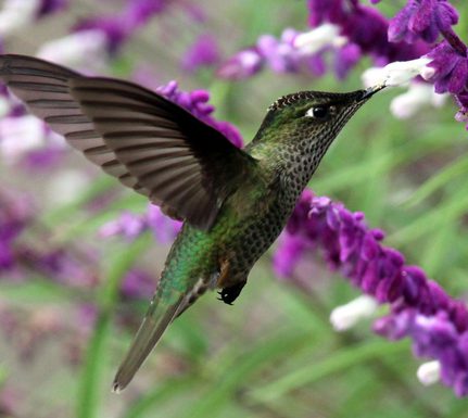 Chile curico valley c mapuyampay lodge 5