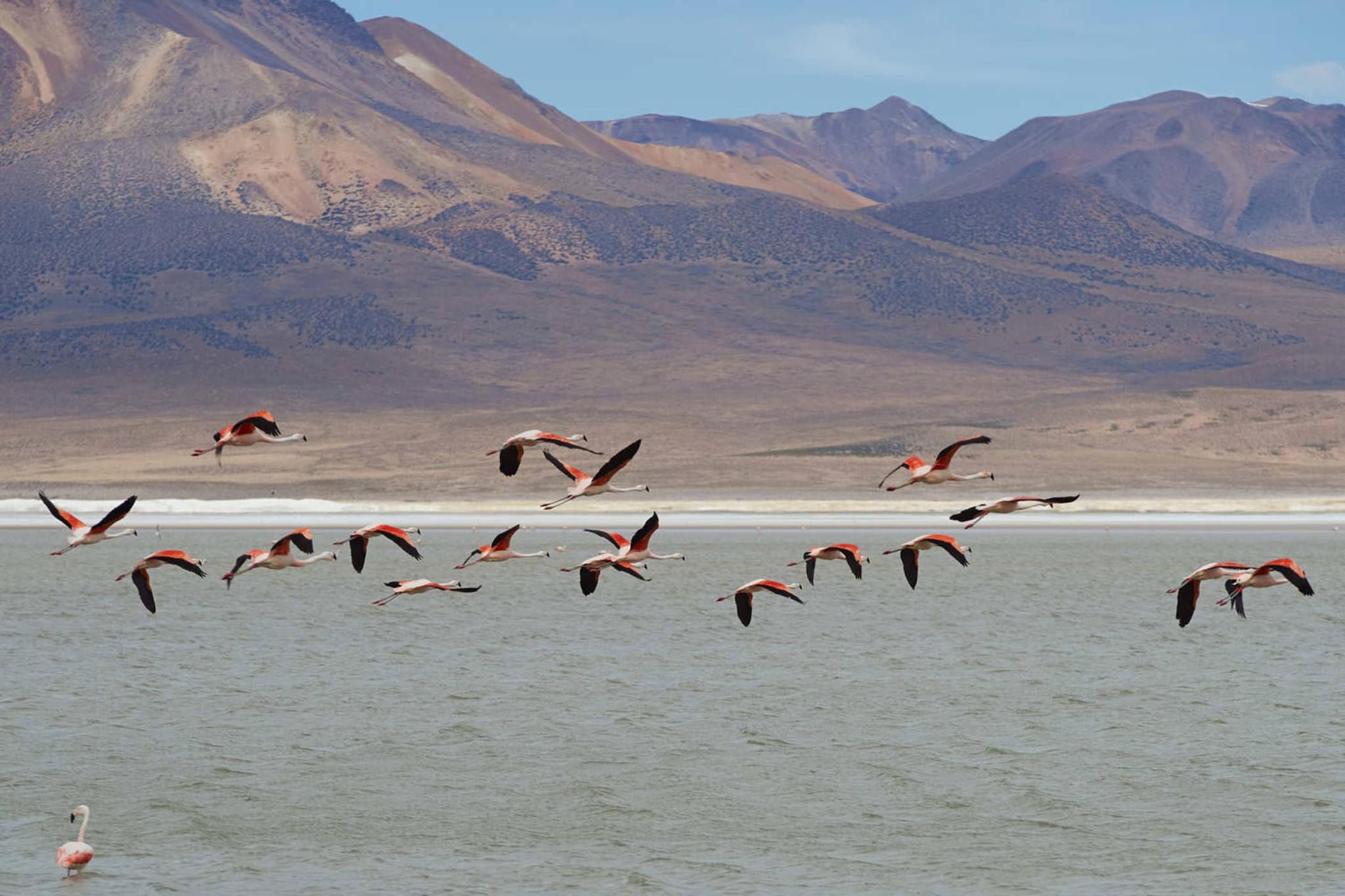 Chile flamingoes taking off from salar surire in vicunas national park