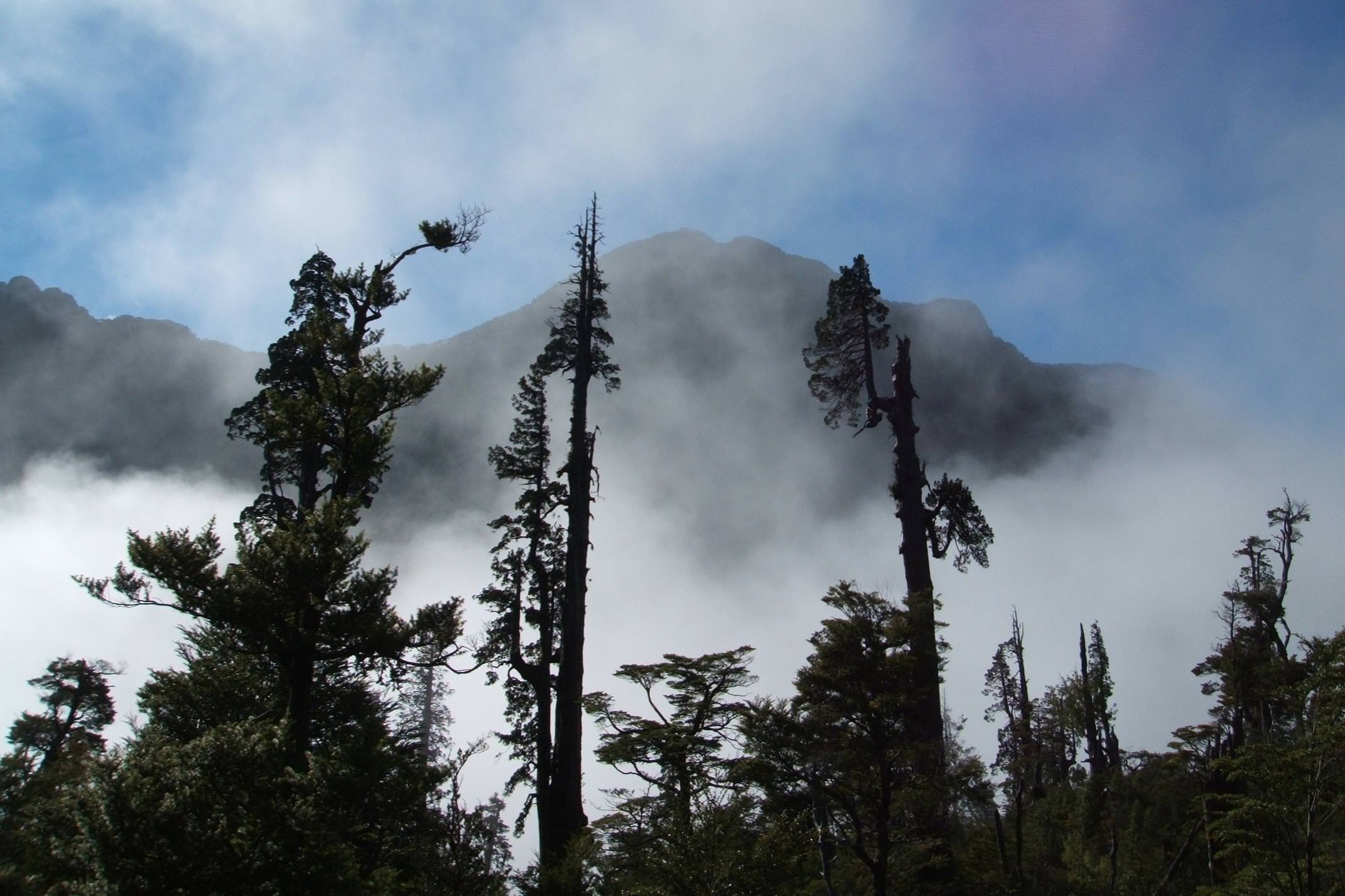 Chile lake district alerce andino trees in silhouette