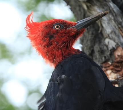 Chile lake district woodpecker birds chile