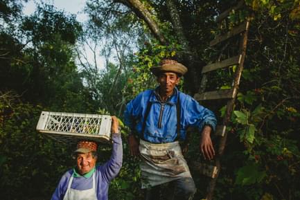 Chile maule valley casa bouchon pickers