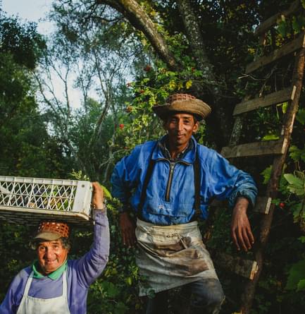 Chile maule valley casa bouchon pickers