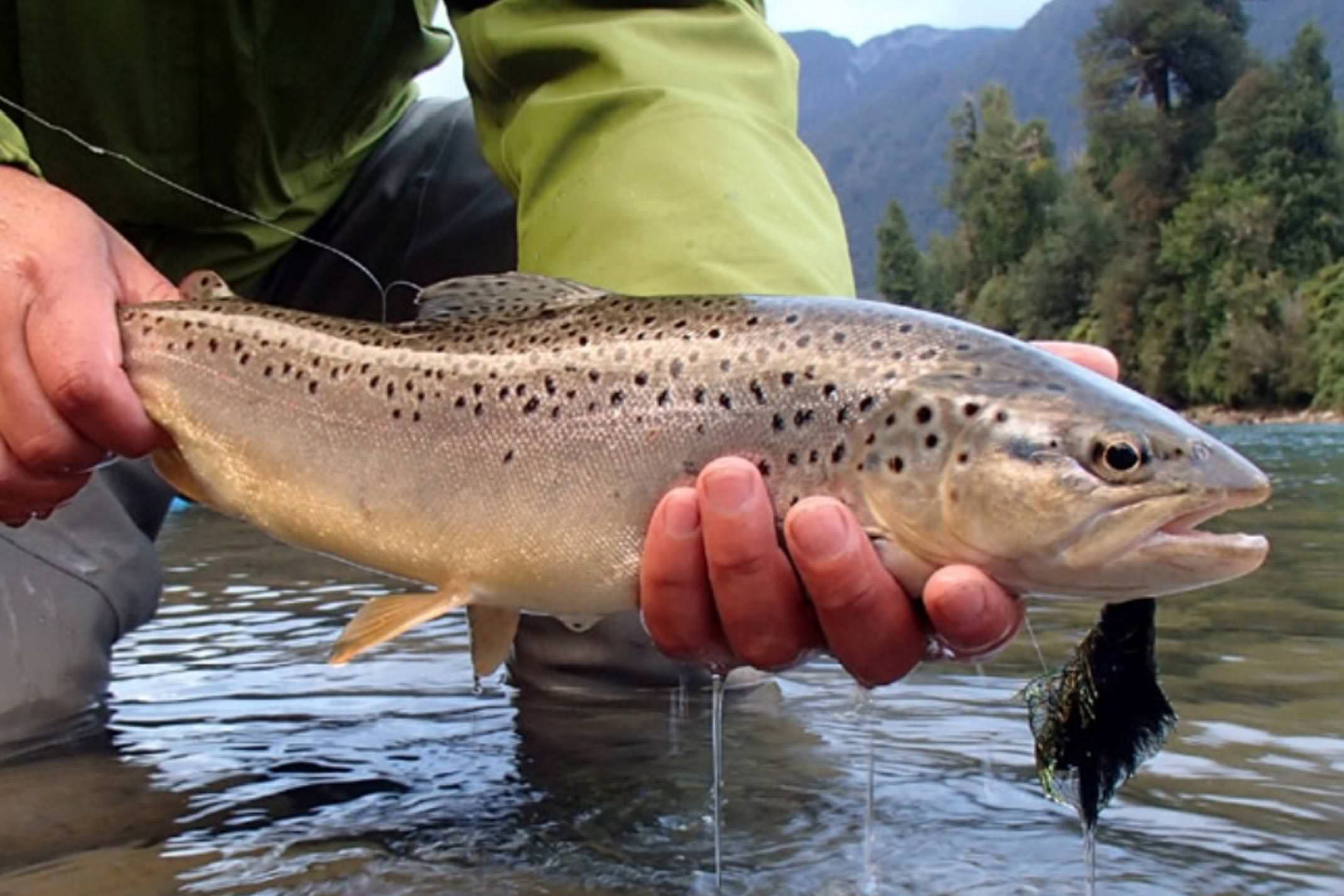 Chile patagonia aysen carretera austral chalet cerro castillo fly fishing