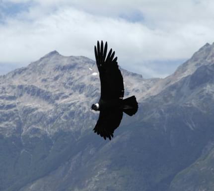Chile patagonia carretera austral futaleufu tineo lodge condor
