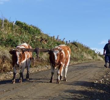 Chile patagonia chiloe grande man walking with oxen yolked together
