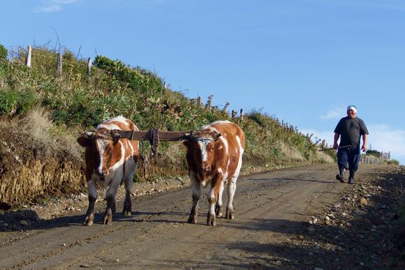 Chile patagonia chiloe grande man walking with oxen yolked together