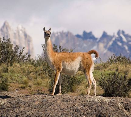 Chile patagonia guanaco in torres del paine national park