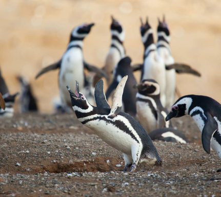 Chile patagonia magellanic penguins crying loud with their wings up