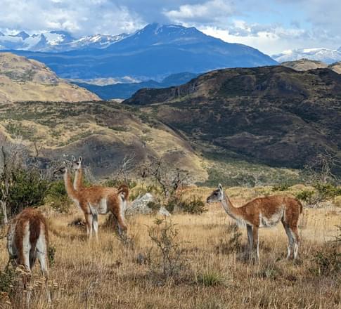 guanaco patagonia national park
