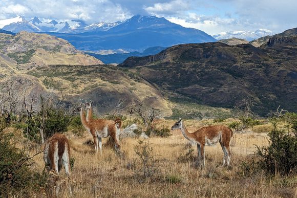 guanaco patagonia national park