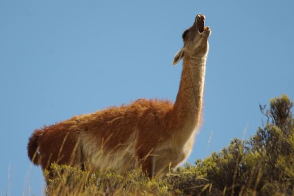 guanaco patagonia national park
