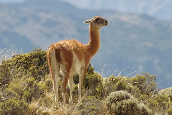 guanaco patagonia national park chile
