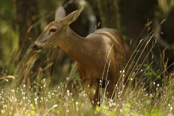 huemul deer patagonia national park