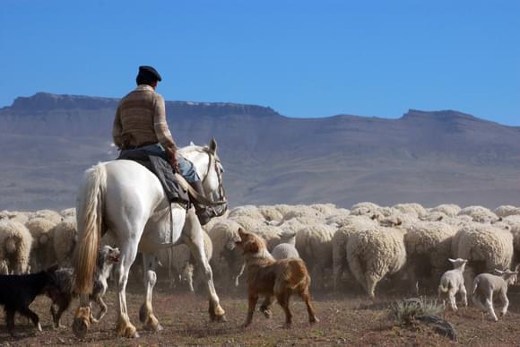 gaucho estancia sheep rearing patagnia