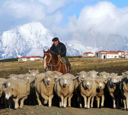 Chile patagonia paine cerro guido horseman gaucho sheep 2 c cerroguido