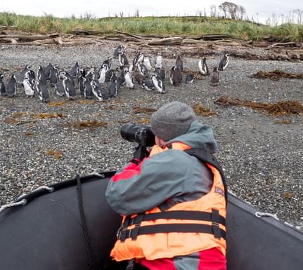 Chile patagonia penguin photographing c australis