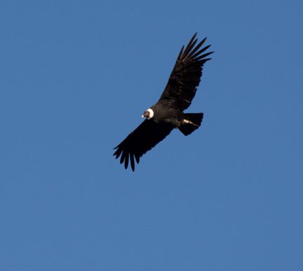 Chile patagonia torres del paine condor circling