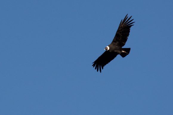 condor torres del paine patagonia