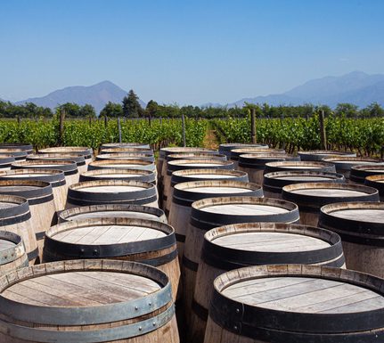 Chile santa cruz bodega montgras 6