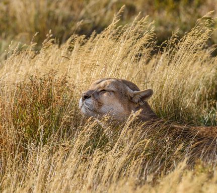 Chile torres del paine puma in grass adobe stock