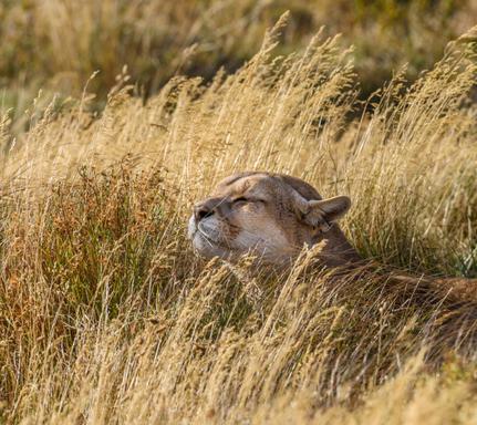 Chile torres del paine puma in grass adobe stock