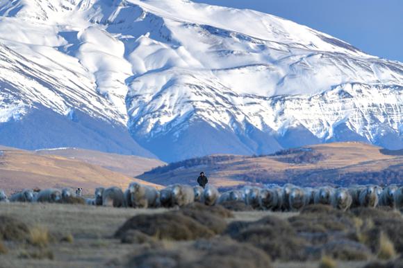sheep below snow-covered mountain in patagonia