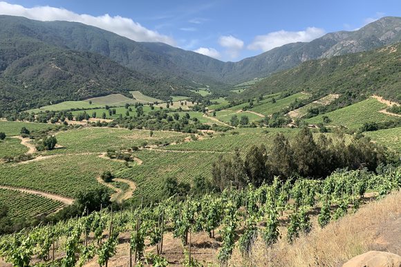 vineyard view colchagua valley
