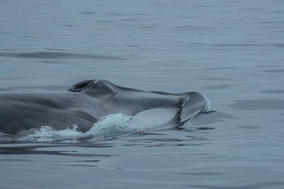 chile whale watching