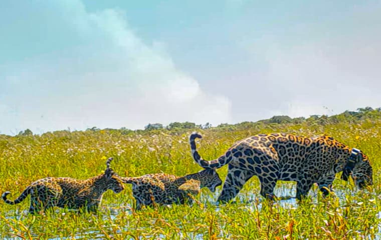 Argentina ibera jaguar release c rewilding argentina16