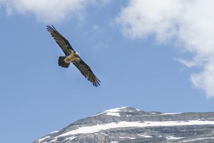 bearded vulture in ordesa national park
