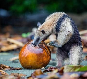 anteater eating from an orange king coconut on a wild beach on the osa peninsula