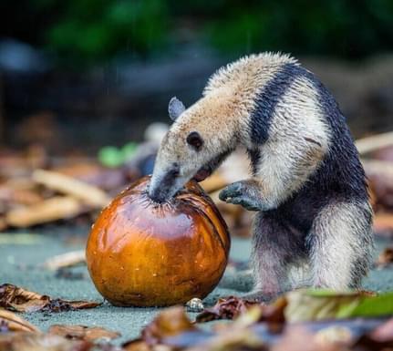 Costa rica anteater c el remanso osa