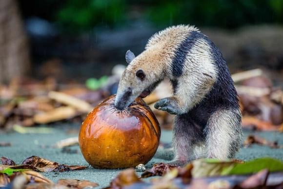 anteater eating from an orange king coconut on a wild beach on the osa peninsula