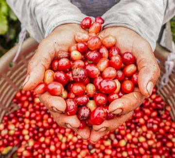 bright red coffee cherries held in harvester's hand