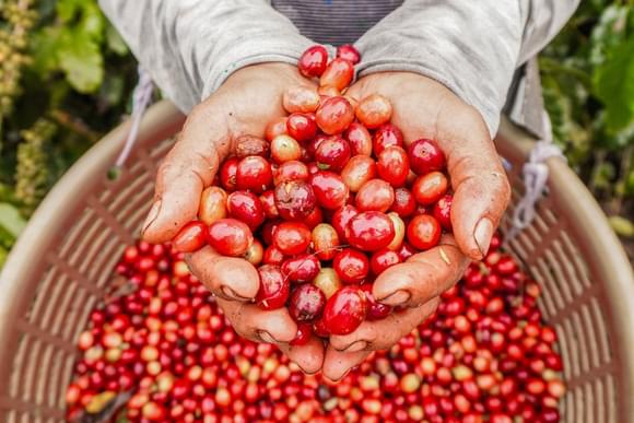 bright red coffee cherries held in harvester's hand