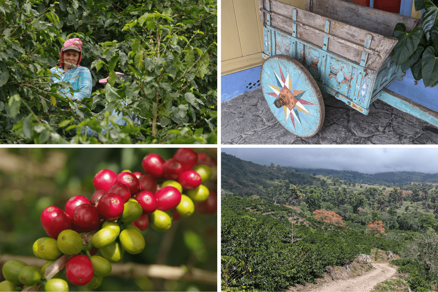 Life on the Aquiares coffee farm
