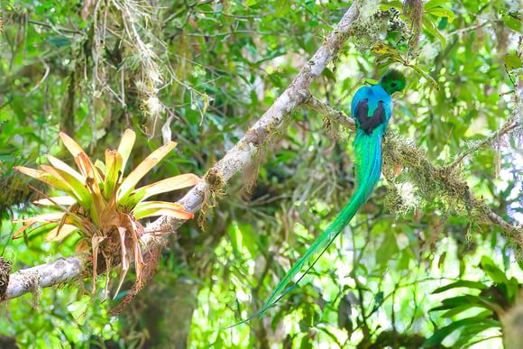 resplendent quetzal with long tail in cloud forests of costa rica
