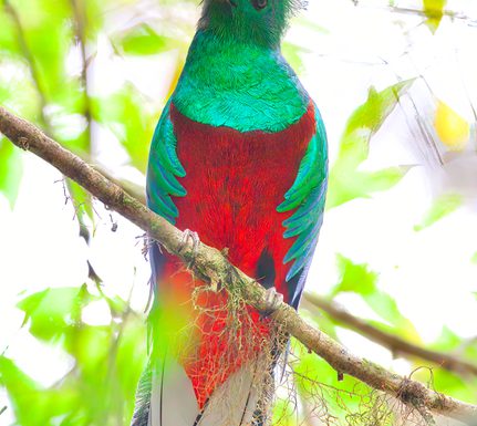 Costa rica arnaud montagna 6