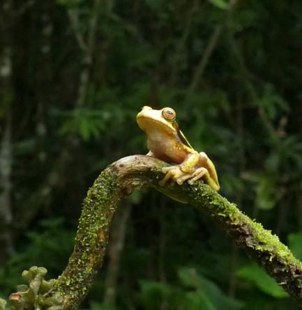 Costa Rica bajos del toro frog