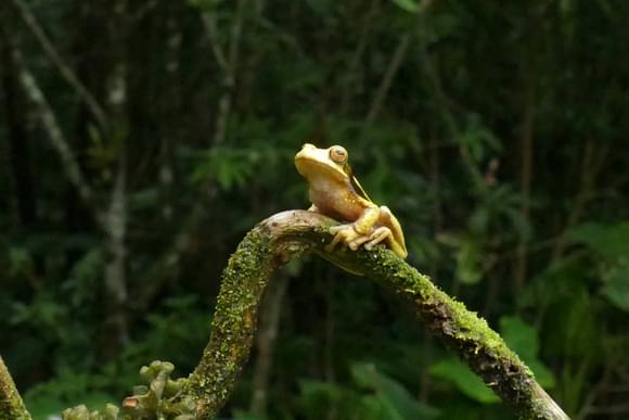 Costa Rica bajos del toro frog