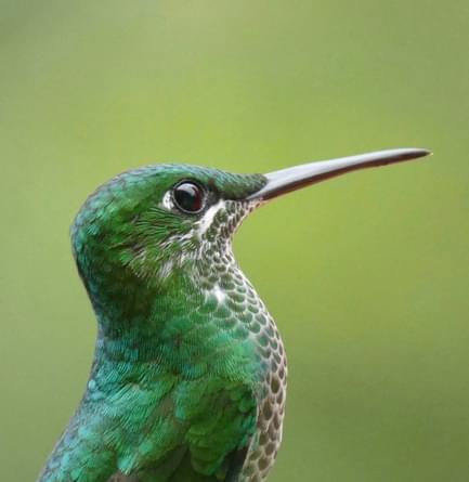 Hummingbird in Bajos del Toro