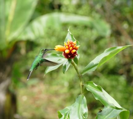 Costa rica bajos del toro hummingbird feeding 4