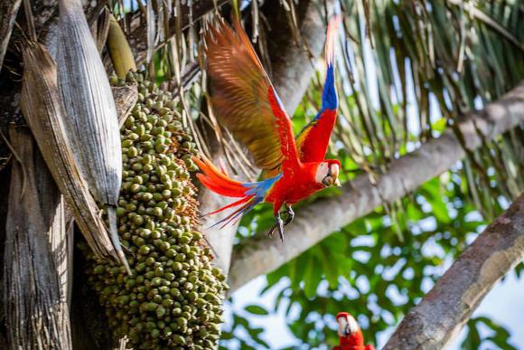 a scarlet macaws feeds off the fruits of a palm tree in the osa peninsula