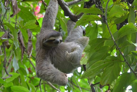three-toed sloth cahuita