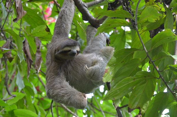 Costa rica cahuita sloth c gill ellis pura client