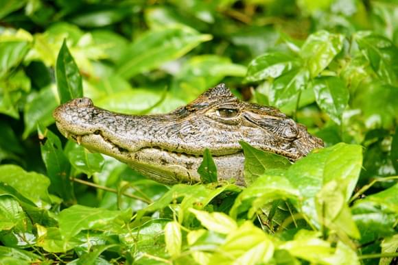 caiman in tortuguero