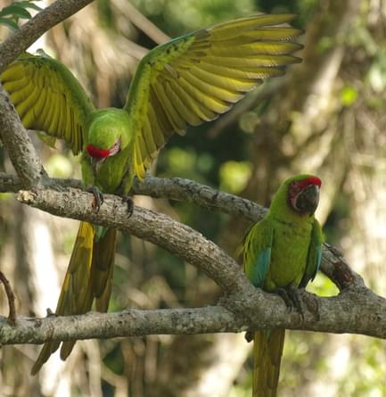 great green macaws manzanillo