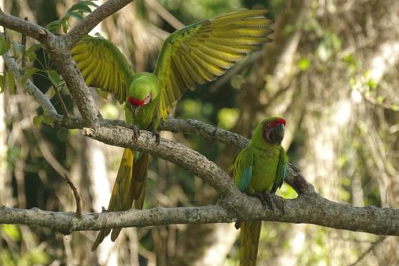 great green macaws manzanillo