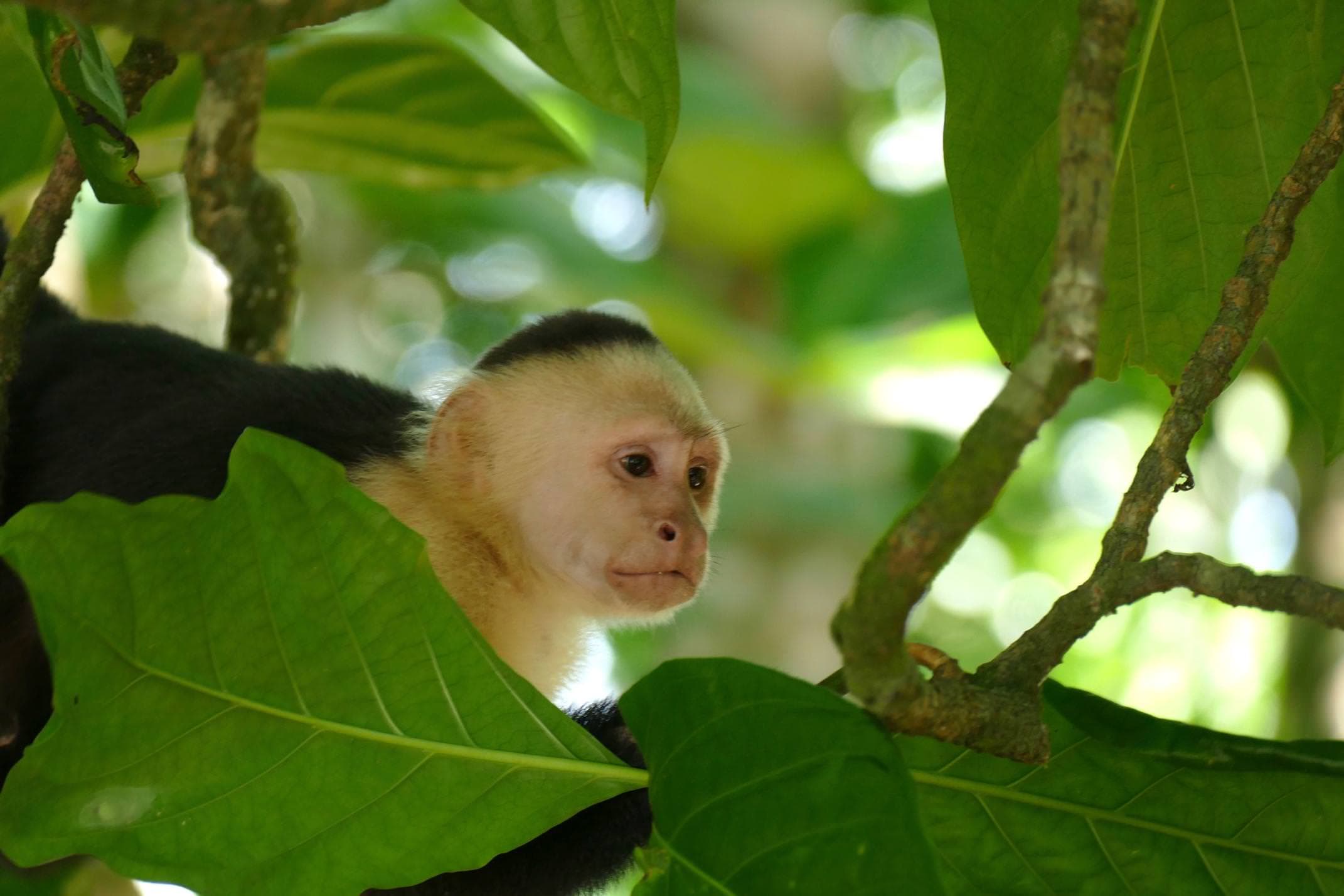 Costa rica caribbean cahuita national park white faced capuchin monkey 4