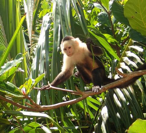 Costa Rica caribbean cahuita national park